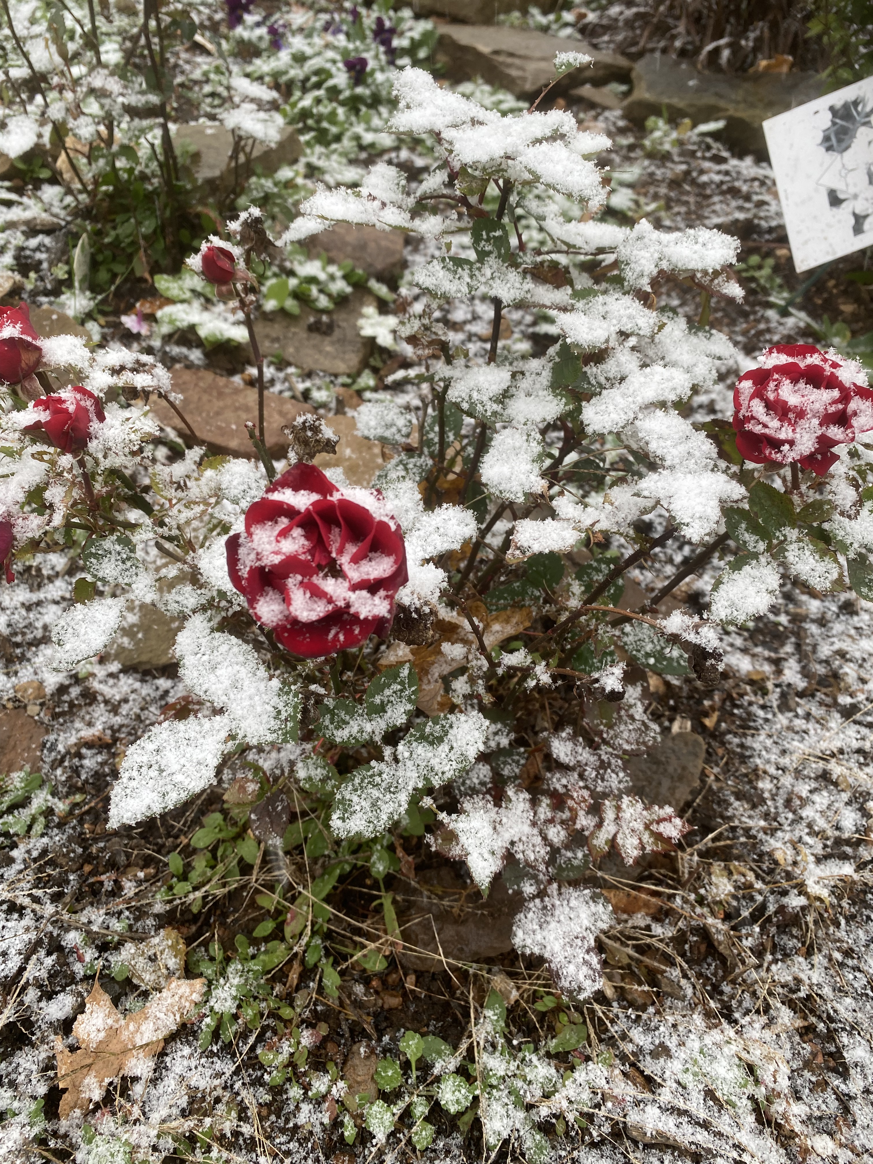 Too Poor Roses Well It’s October….. – Sew Fundy